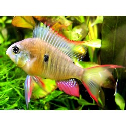 PIELĘGNICZKA BOLIWIJSKA - Mikrogeophagus altispinosus