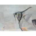 SKALAR PINOY ZEBRA - Pterophyllum scalare