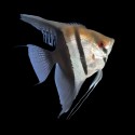 SKALAR HALF BLACK - Pterophyllum scalare