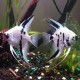SKALAR PANDA - Pterophyllum scalare