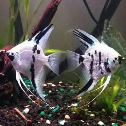 SKALAR PANDA - Pterophyllum scalare