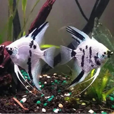 SKALAR PANDA - Pterophyllum scalare