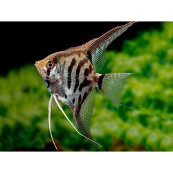 SKALAR LEOPARD - Pterophyllum scalare