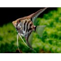 SKALAR LEOPARD - Pterophyllum scalare