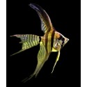 SKALAR VEILTAIL - Pterophyllum scalare