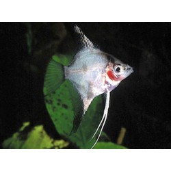 SKALAR GHOST - Pterophyllum scalare