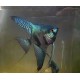 SKALAR PINOY GREEN GHOST - Pterophyllum scalare