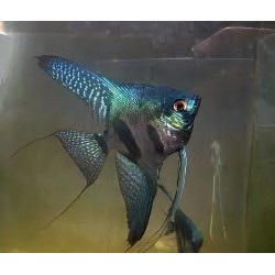 SKALAR PINOY GREEN GHOST - Pterophyllum scalare