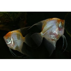 SKALAR SUNSET - Pterophyllum scalare