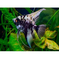 SKALAR MARBLE - Pterophyllum scalare