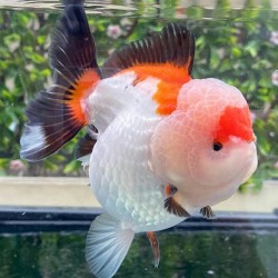 KOKI ORANDA GOLDFISH - Carassius auratus