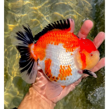 GIANT ORANDA GOLDFISCH - Carassius auratus