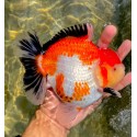 GIANT ORANDA GOLDFISCH - Carassius auratus