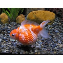 PEARSCALE ORANDA GOLDFISCH - Carassius auratus