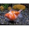 PEARSCALE ORANDA GOLDFISCH - Carassius auratus