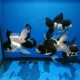 BLACK WHITE ORANDA GOLDFISCH - Carassius auratus
