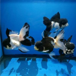 BLACK WHITE ORANDA GOLDFISCH - Carassius auratus