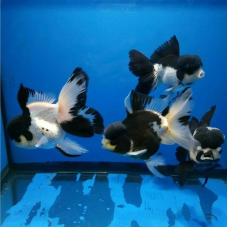 BLACK WHITE ORANDA GOLDFISCH - Carassius auratus