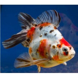 RANCHU SHUBUNKIN ORANDA GOLDFISCH - Carassius auratus