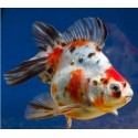 RANCHU SHUBUNKIN ORANDA GOLDFISCH - Carassius auratus