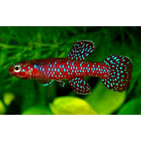 APHYOSEMION GEORGIAE - Aphyosemion georgiae