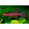 APHYOSEMION GEORGIAE - Aphyosemion georgiae