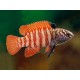 BLACK TIGER BADIS - Dario sp. Myanmar