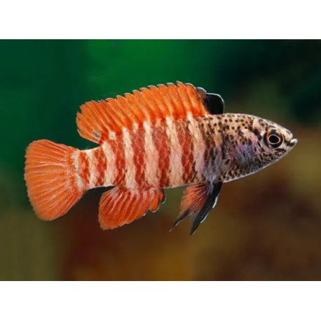 BLACK TIGER BADIS - Dario sp. Myanmar