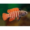 BLACK TIGER BADIS - Dario sp. Myanmar