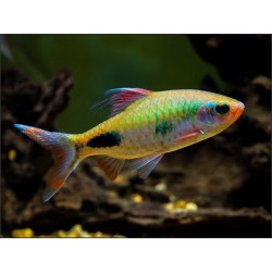 MASCARA BARB - Dawkinsia assimilis