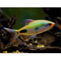 MASCARA BARB - Dawkinsia assimilis