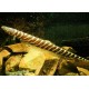 ZEBRA KNIFEFISH - Gymnotus pedanopterus zebra