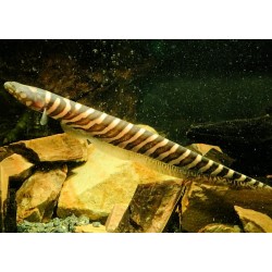 ZEBRA KNIFEFISH - Gymnotus pedanopterus zebra