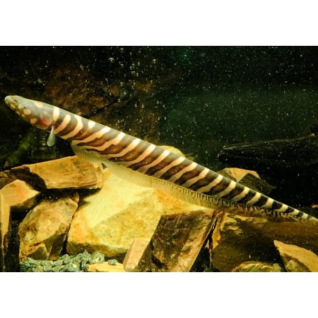 ZEBRA KNIFEFISH - Gymnotus pedanopterus zebra