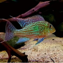 ZIEMIOJAD SVENI - Geophagus sveni rio parana