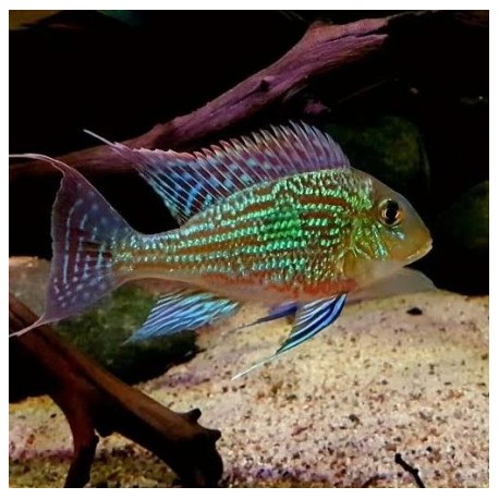 ZIEMIOJAD SVENI - Geophagus sveni rio parana