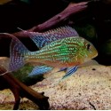 ZIEMIOJAD SVENI - Geophagus sveni rio parana