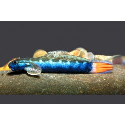 BLUE STREAMGOBY - Sicyopterus lagocephalus