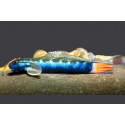 BLUE STREAMGOBY - Sicyopterus lagocephalus