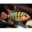 RED TERROR CHICHILD - Amphilophus festae