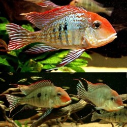 ZIEMIOJAD ORANGE HEAD TAPAJOS - Geophagus sp. araguaia