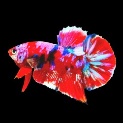BOJOWNIK KOI TRICOLOR - Betta splendens