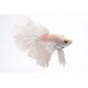 BOJOWNIK HALFMOON WHITE - Betta splendens