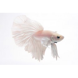 BOJOWNIK HALFMOON WHITE - Betta splendens
