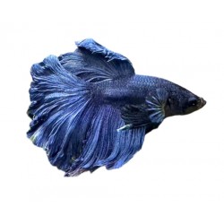 BOJOWNIK ROSETAIL - Betta splendens