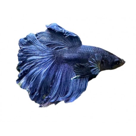 BOJOWNIK ROSETAIL - Betta splendens