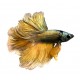 BOJOWNIK ROSETAIL - Betta splendens