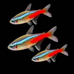 NEON INNESA - Paracheirodon innesi