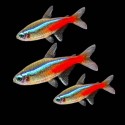 NEON INNESA - Paracheirodon innesi