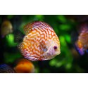 PALETKA - Symphysodon aequifasciatus
